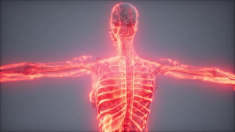 Blutgefäße-Des-Menschlichen-Körpers